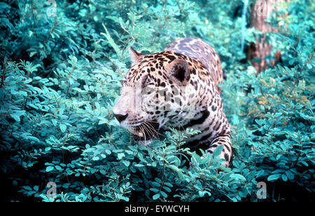 ( Jaguar Panthera onca ) dans la nature Banque D'Images