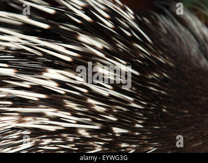 Close up photo d'un rachis porcupine Banque D'Images