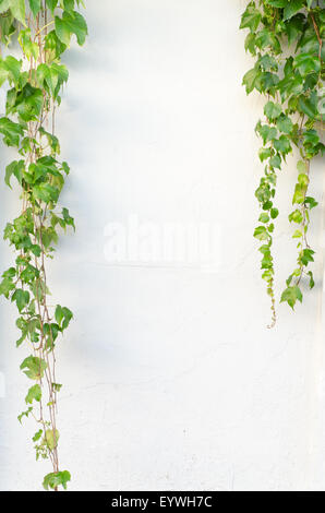 Ivy cadre sur mur à mur blanc Banque D'Images