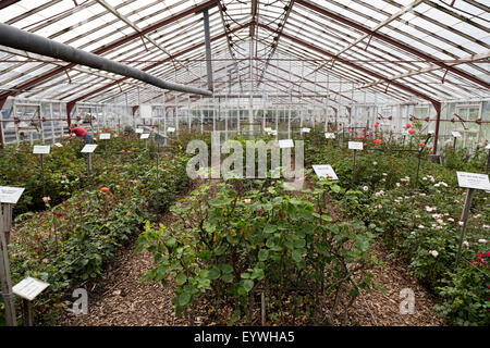 Les roses dans la serre du Jardin Historique Aalsmeer, un jardin botanique à Aalsmeer, Hollande du Nord, aux Pays-Bas. Banque D'Images