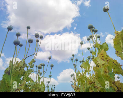Du pavot à opium (Papaver somniferum) têtes de graine tourné à partir de ci-dessous contre beau ciel nuageux - centre Banque D'Images