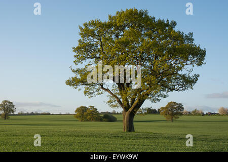 Chêne arbre dans un champ Banque D'Images