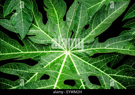 Libre de l'eau douce saupoudré papaya tree feuilles sur fond noir. Banque D'Images