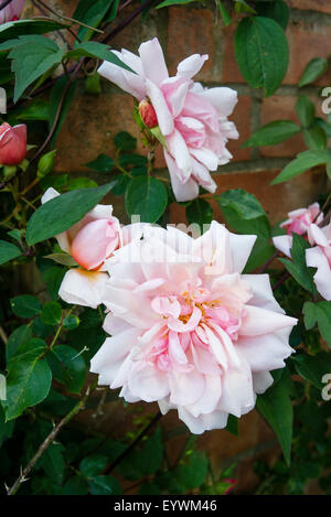 Rosa Albertine en fleur Banque D'Images