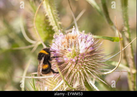 Masses de petits bouquets de fleurs sauvages la cardère buff la reine bourdon occupé la collecte du pollen Banque D'Images