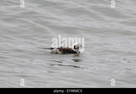 Un mâle canard longue (Clangula hyemalis) nage dans la baie du Village. L'oiseau est à mi-chemin entre son plumage d'été et d'hiver. Banque D'Images