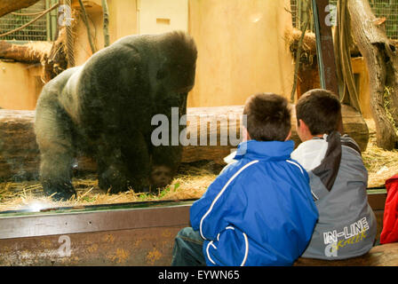 Zurich, Suisse - 22 août 2006 : l'observation des gorilles dans le Zoo de Zurich Suisse Banque D'Images