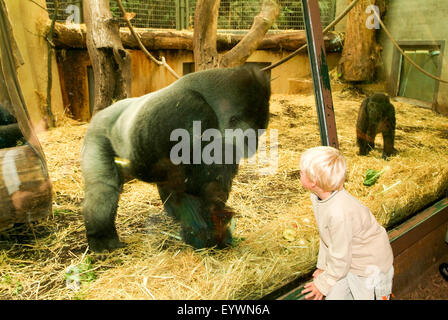 Zurich, Suisse - 22 août 2006 : l'observation des gorilles dans le Zoo de Zurich Suisse Banque D'Images