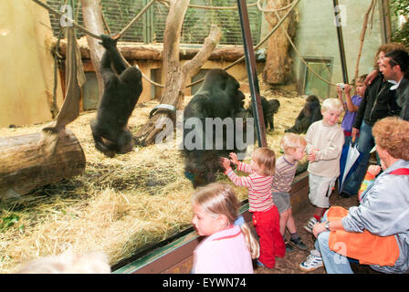 Zurich, Suisse - 22 août 2006 : l'observation des gorilles dans le Zoo de Zurich Suisse Banque D'Images