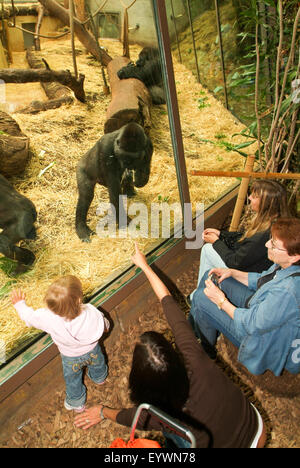 Zurich, Suisse - 22 août 2006 : l'observation des gorilles dans le Zoo de Zurich Suisse Banque D'Images