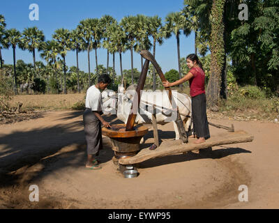 Les agriculteurs faisant le travail agricole dans un champ par le fleuve Irrawaddy, Myanmar (Birmanie), l'Asie Banque D'Images