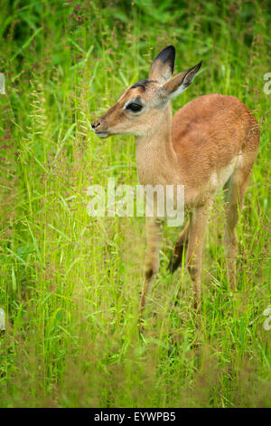 Femelle Impala (Aepyceros melampus), le parc national de South Luangwa, en Zambie, l'Afrique Banque D'Images