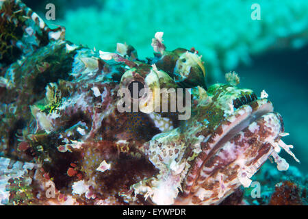 Tassled scorpionfish (petites rascasses) (Scorpaenopsis oxycephala), Matangi Island, Fidji, Vanua Levu Banque D'Images