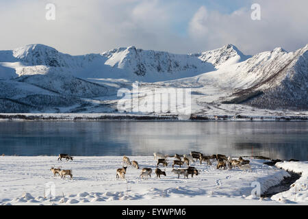 Le renne (Rangifer tarandus), près de Fornes, îles Vesteralen, arctique, Norway, Scandinavia, Europe Banque D'Images