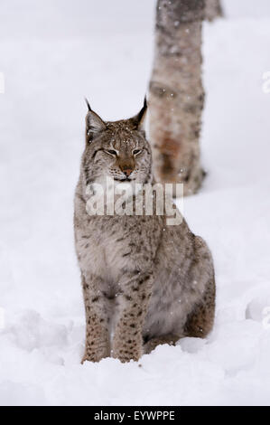 Lynx (Lynx lynx), le parc polaire, la Norvège, Troms, Norway, Scandinavia, Europe Banque D'Images