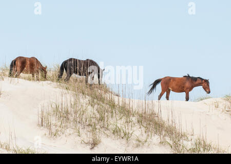 Mustangs sauvages (Equus ferus caballus), The Bad plus National Wildlife Refuge, Corolla, Outer Banks, Caroline du Nord, États-Unis Banque D'Images