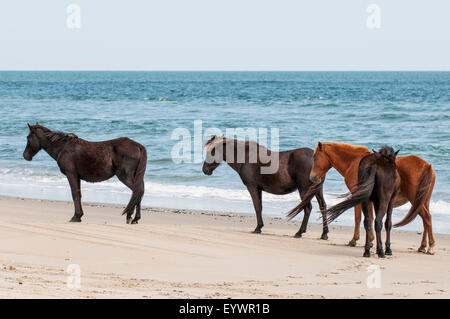 Mustangs sauvages (Equus ferus caballus), The Bad plus National Wildlife Refuge, Corolla, Outer Banks, Caroline du Nord, États-Unis Banque D'Images