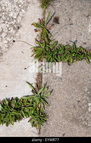 Les mauvaises herbes qui poussent dans les fissures, Warwickshire, UK Banque D'Images