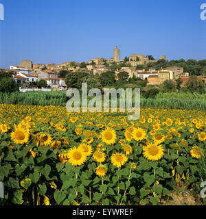 Village perché au-dessus de champ de tournesol, Pals, Catalogne (Costa Brava), Espagne, Europe Banque D'Images