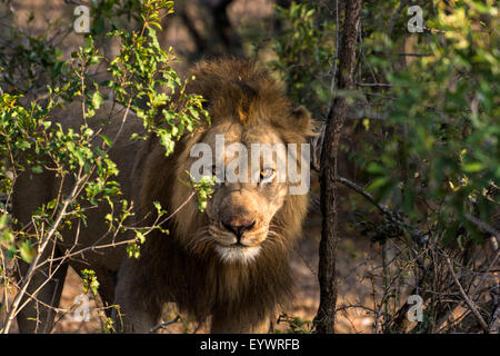 African Lion mâle sort de la brousse dans une réserve de chasse au KwaZulu Natal, Afrique du Sud Banque D'Images