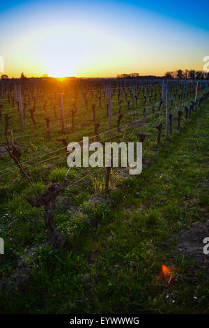 Vignes en hiver à Pomerol-View vignoble au coucher du soleil. Banque D'Images