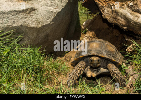 Tortue de forêt asiatique Banque D'Images