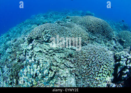 Une barrière de corail qui a été détruit par une couronne d'étoile de mer Acanthaster planci, éclosion. Banque D'Images