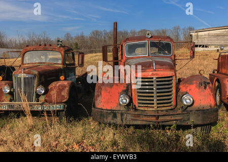 Camions anciens abandonnés et rouillent dans un champ. Banque D'Images