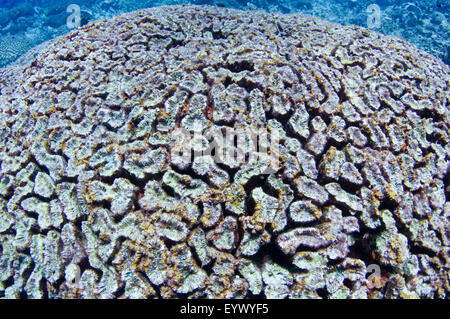 Un corail cerveau qui a été détruit par une couronne d'étoile de mer Acanthaster planci, éclosion. Banque D'Images