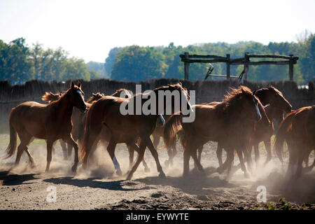 Troupeau de chevaux galops à travers le ranch dans le coucher du soleil Banque D'Images