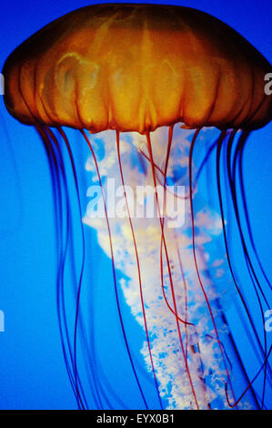 Méduses dans l'aquarium de la baie de Monterey Banque D'Images