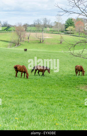 Chevaux pur-sang sur un cheval de ferme dans la région de Kentucky Bluegrass USA Banque D'Images