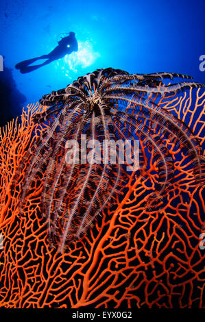 Un crinoïde noire sur un seafan gorgones avec un plongeur qui se profile en arrière-plan, Layang Layang, Mer de Chine du Sud, Province de Sabah Banque D'Images