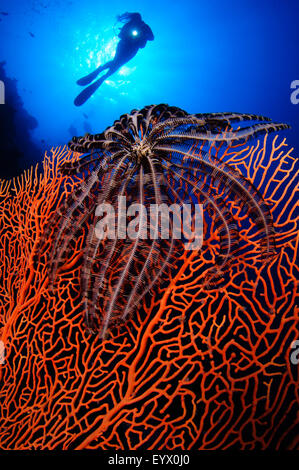 Un crinoïde noire sur un seafan gorgones avec un plongeur qui se profile en arrière-plan, Layang Layang, Mer de Chine du Sud, Province de Sabah Banque D'Images