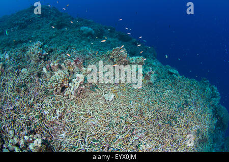 Une barrière de corail qui a été détruit par une couronne d'étoile de mer Acanthaster planci, éclosion. Banque D'Images