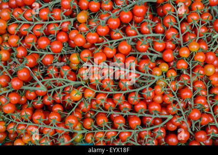 Une caisse de la vigne tomates cultivées dans une immense serre serre/ dans la campagne du Worcestershire. Banque D'Images