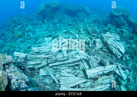 Une barrière de corail qui a été détruit par une couronne d'étoile de mer Acanthaster planci, éclosion. Banque D'Images