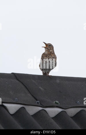 Grive musicienne (Turdus philomelos). Le chant du toit d'un abri de jardin.. Mai. Jardins de l'abbaye. Iona. L'Écosse. Banque D'Images