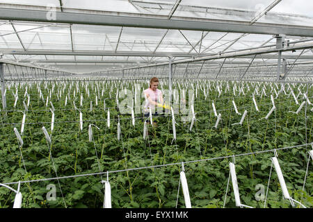 La Tomates cultivées dans d'immenses serres dans la campagne du Worcestershire. Les tomates sont cueillies et avaient tendance à par les travailleurs immigrés saisonniers Banque D'Images