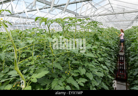 La Tomates cultivées dans d'immenses serres dans la campagne du Worcestershire. Les tomates sont cueillies et avaient tendance à par les travailleurs immigrés saisonniers Banque D'Images