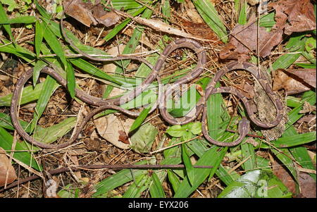 Tête de serpent de vigne Blunt-Imantodes lentiferus,, sur le terrain, Panama, Amérique Centrale Banque D'Images