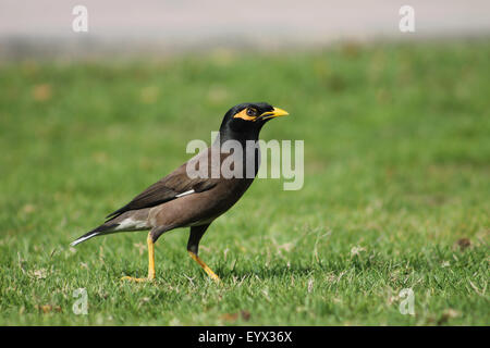 Mynah Indin sur l'herbe, un matin coup de Abu Dhabi family park. Banque D'Images