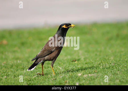 Mynah commune avec son priez - un matin coup de Abu Dhabi, par Manoj Attingal Banque D'Images