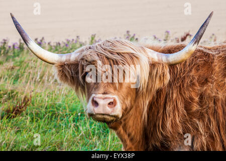 Portrait d'une vache Highland,Bos taurus, le long de la Ridgeway dans le Wiltshire. Banque D'Images
