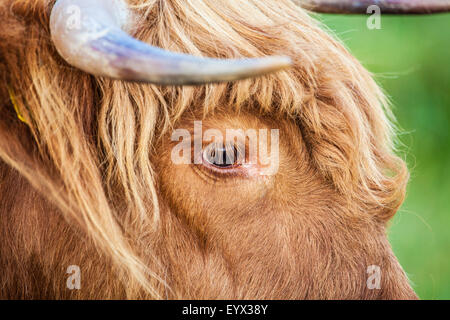 Gros plan de la tête d'une vache Highland, Bos taurus. Banque D'Images