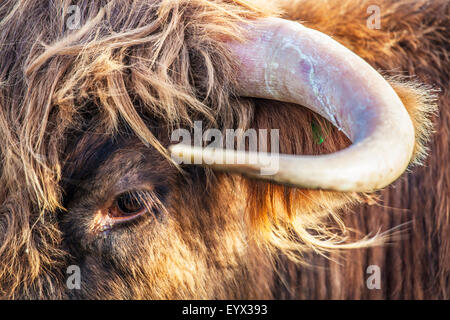 Gros plan de la tête d'une vache Highland, Bos taurus. Banque D'Images