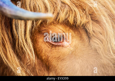 Gros plan de la tête d'une vache Highland, Bos taurus. Banque D'Images