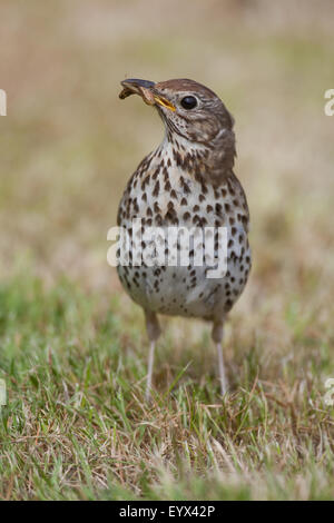 Grive musicienne (Turdus philomelos). La recherche d'invertébrés sur une pelouse tondue récemment. Mai. Jardins de l'abbaye. Iona. L'Écosse. Banque D'Images