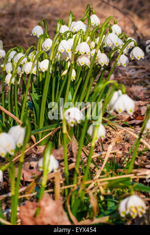 Flocon de neige de printemps fleurs Banque D'Images