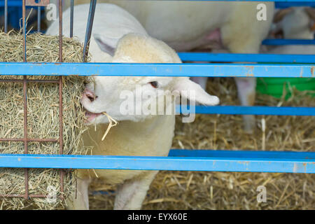 Moutons affamés mangeant de la balle de foin dans farm pen Banque D'Images